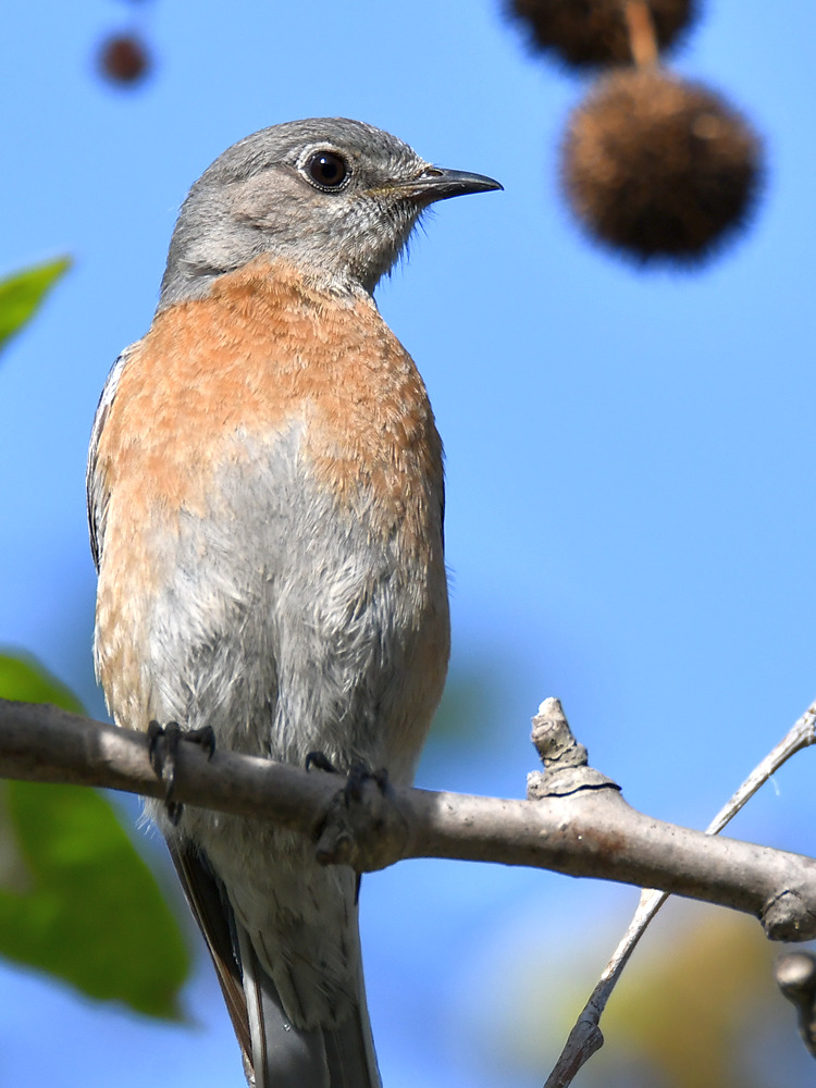 Bluebird4.jpg