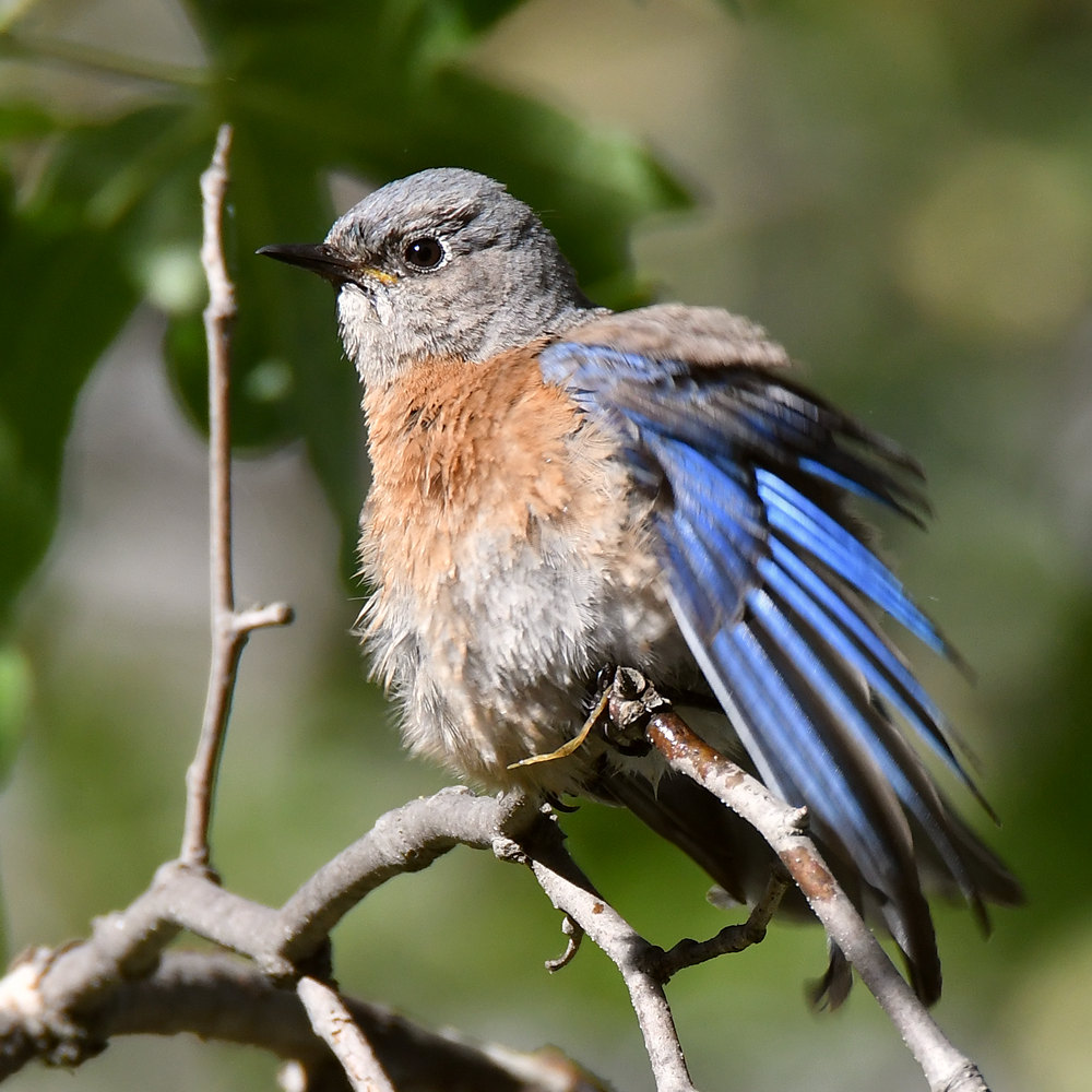 Bluebird4.jpg