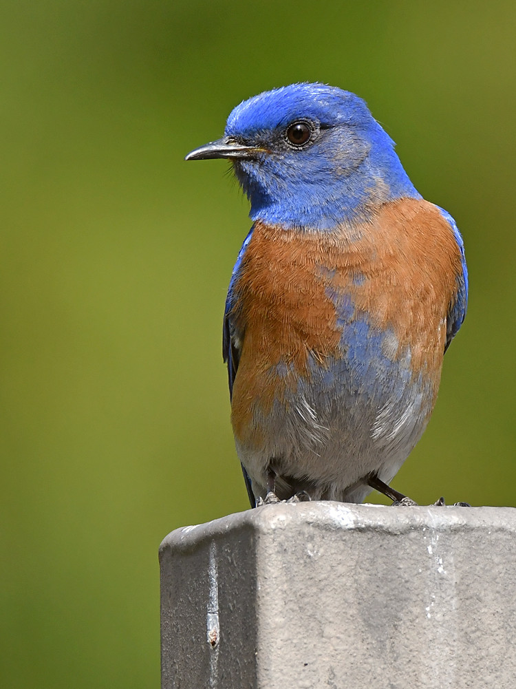 Bluebird4.jpg