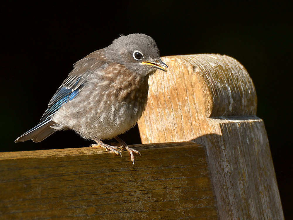 Bluebird4.jpg