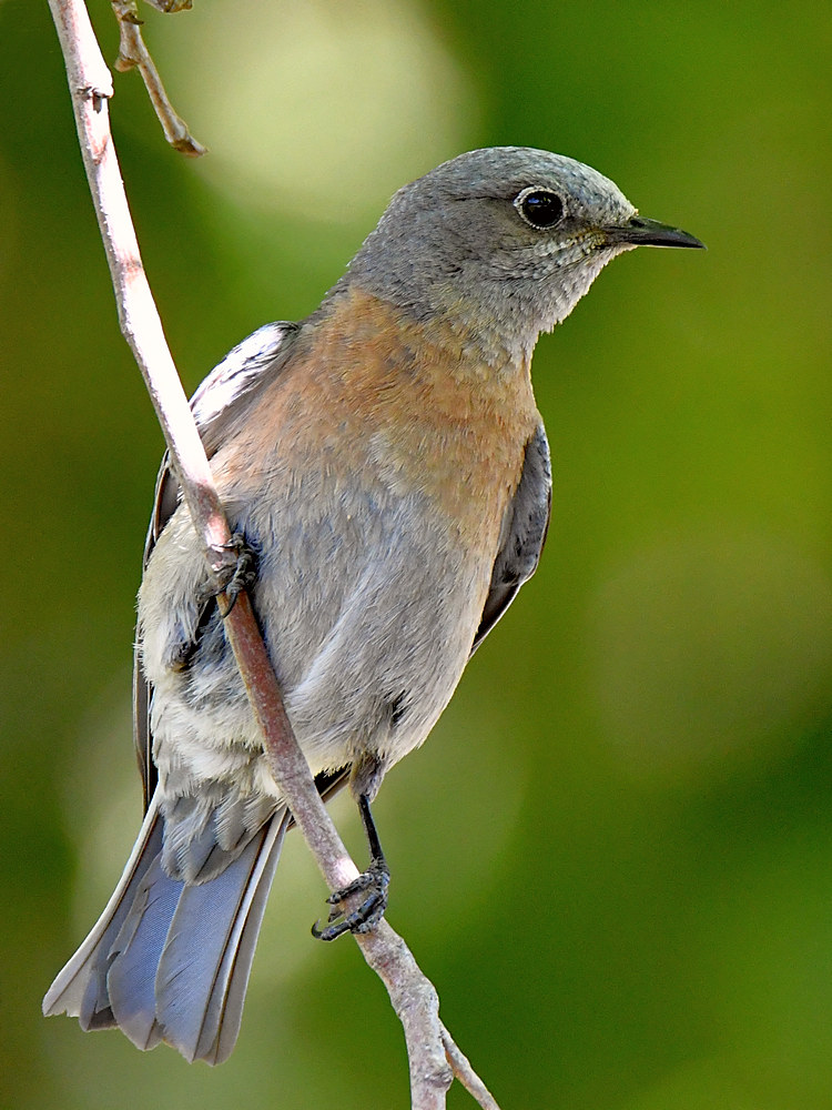 Bluebird4.jpg