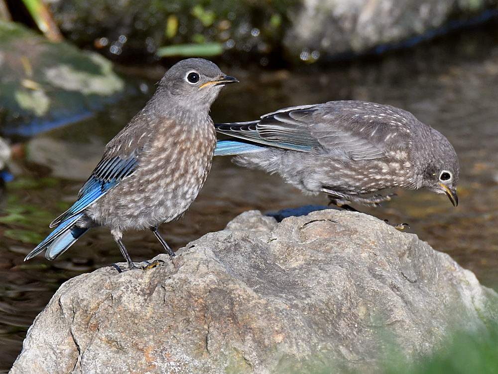 Bluebird4.jpg