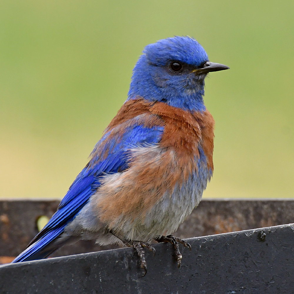 Bluebird4.jpg