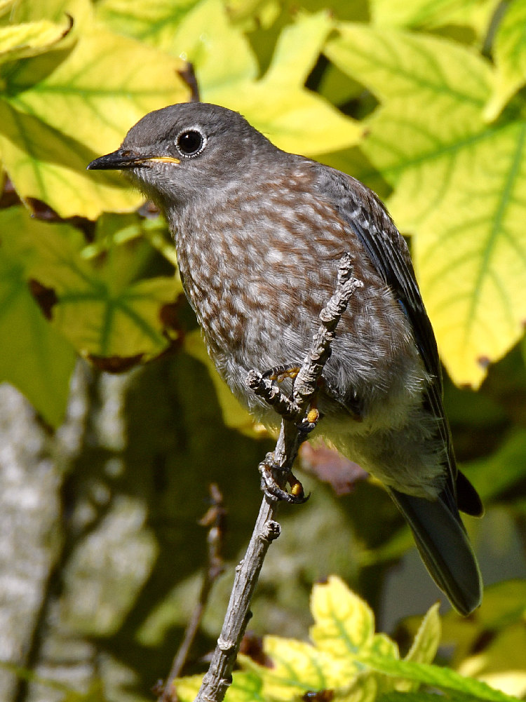 Bluebird4.jpg