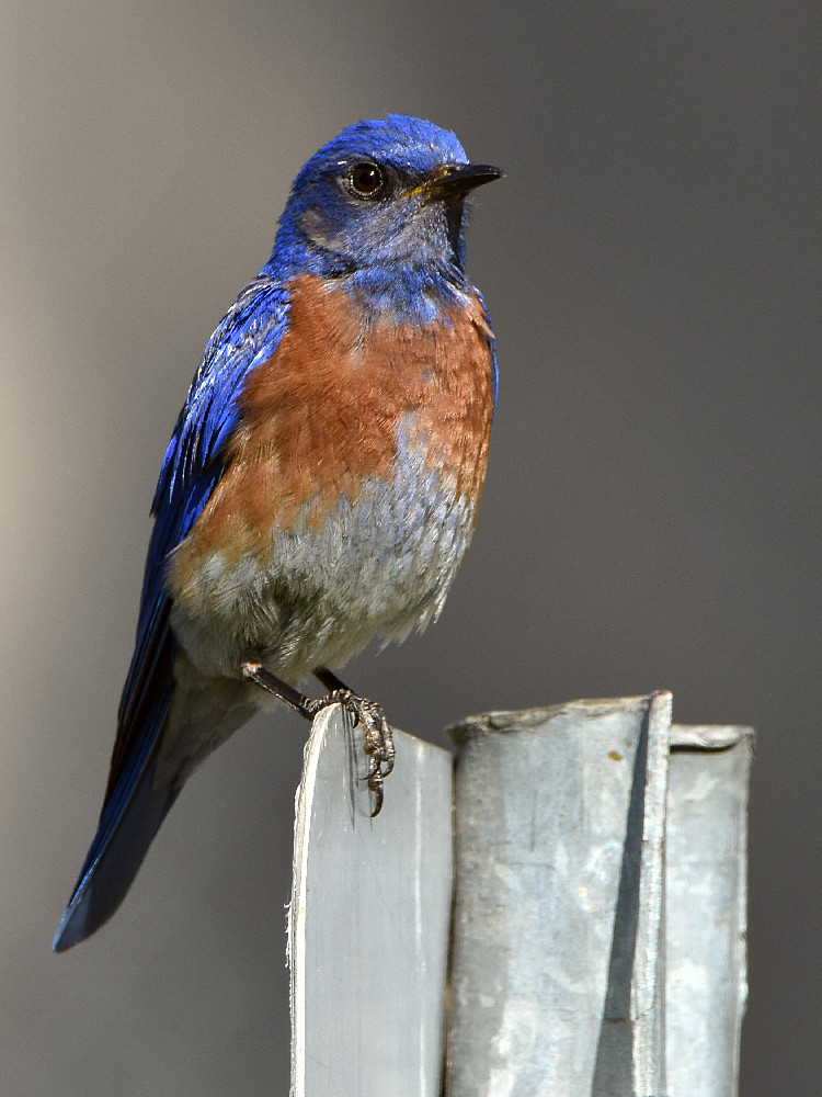 Bluebird4.jpg