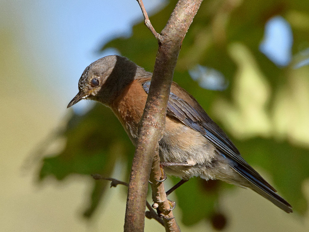Bluebird4.jpg