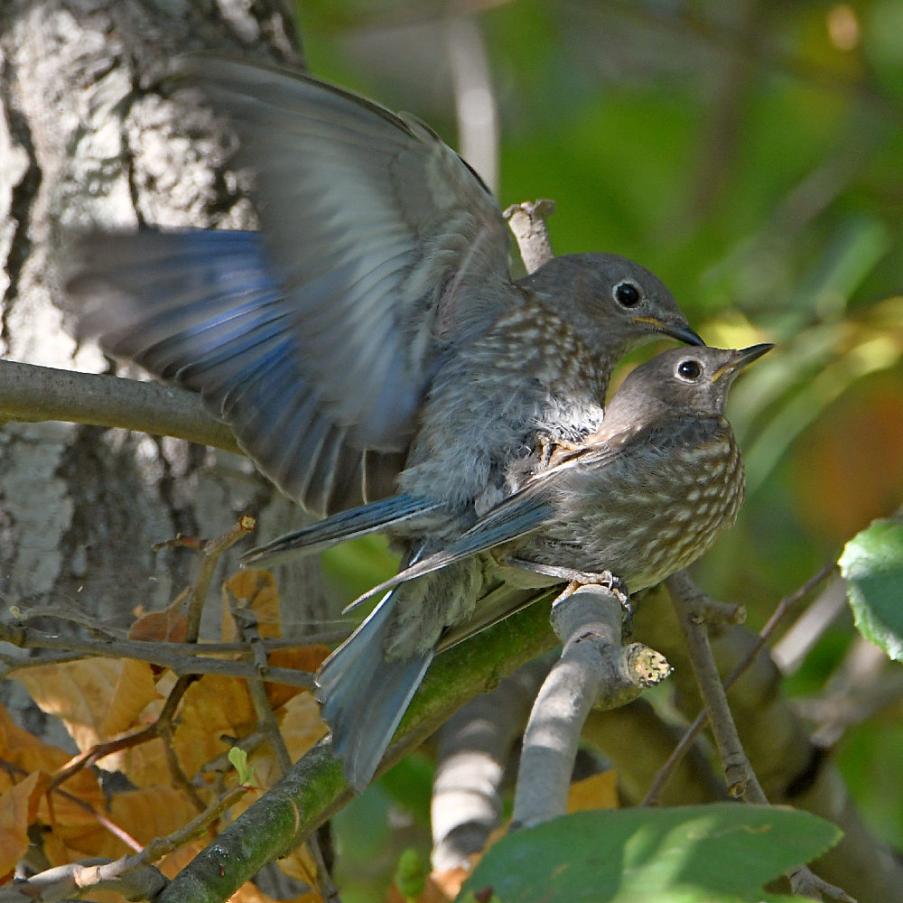 Bluebird4.jpg