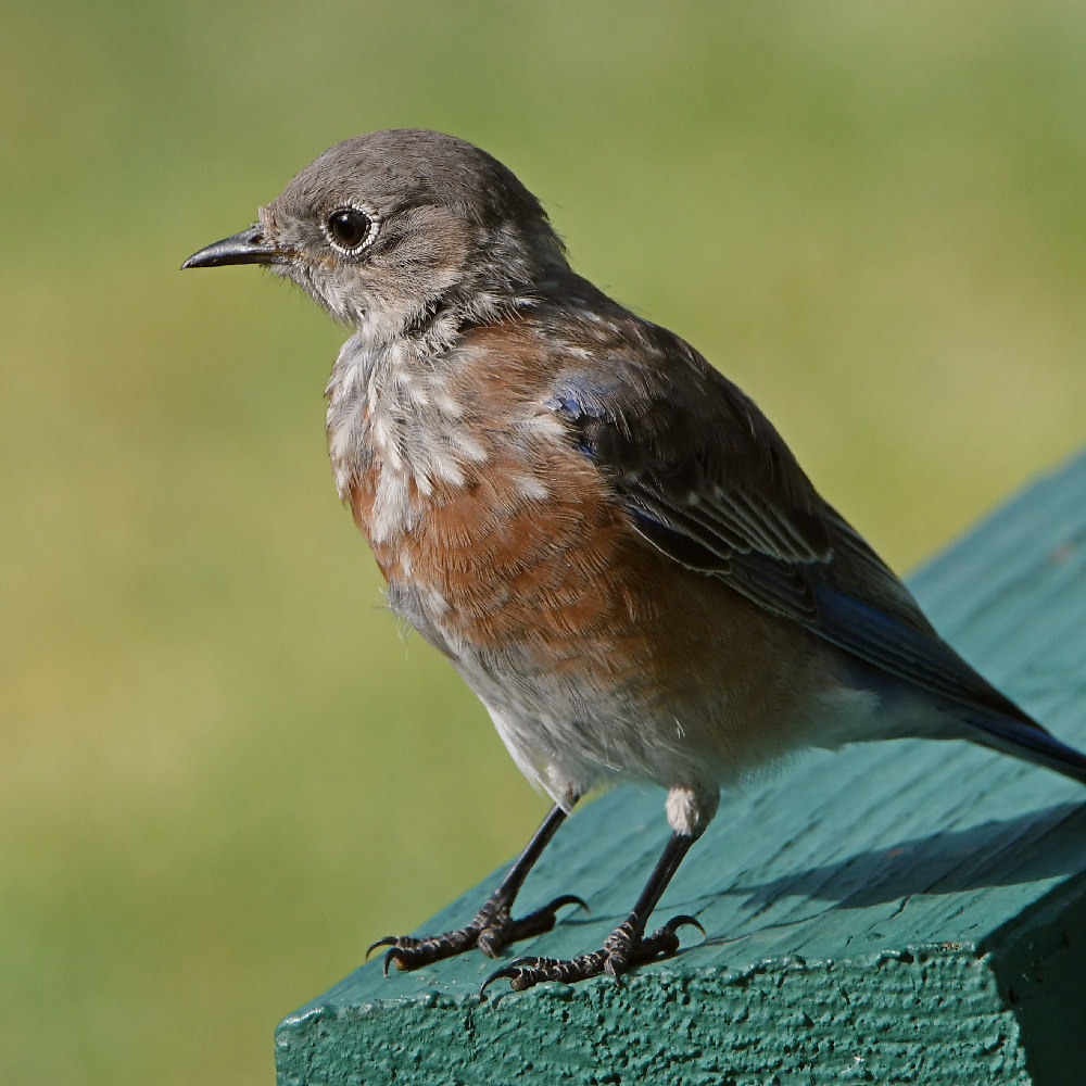 Bluebird4.jpg
