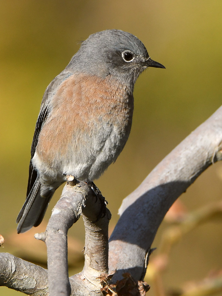 Bluebird4.jpg