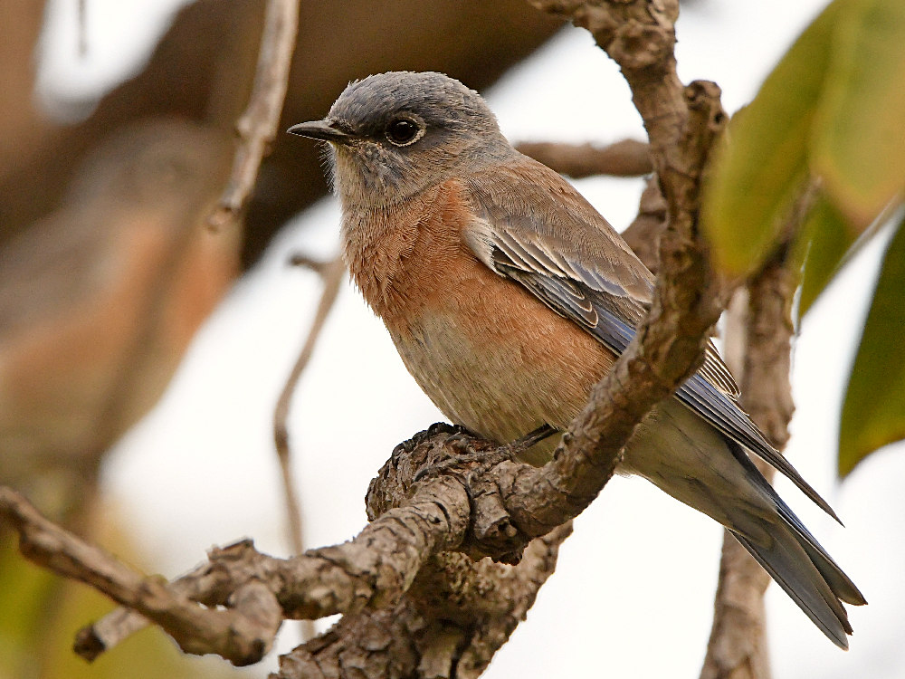 Bluebird4.jpg
