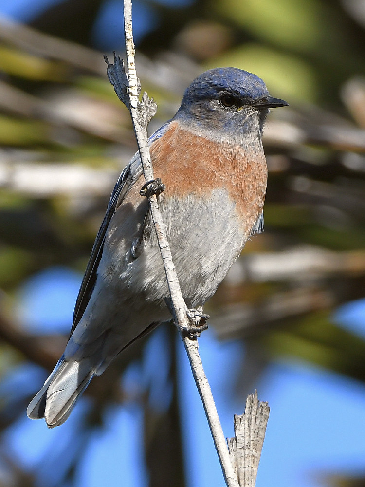 Bluebird4.jpg