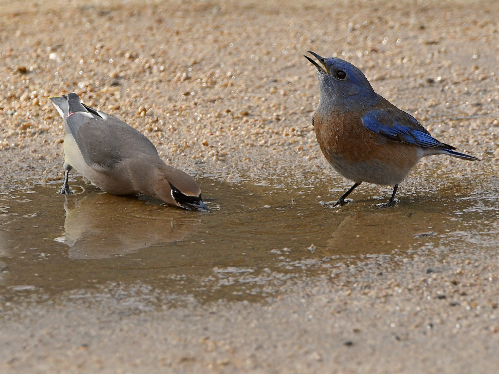 Bluebird4.jpg