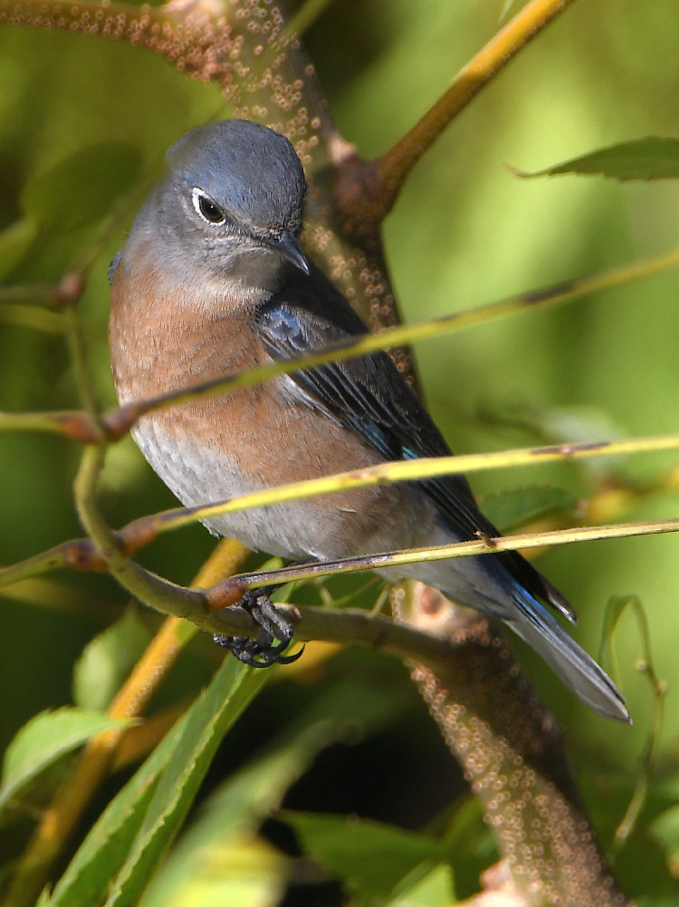 Bluebird4.jpg