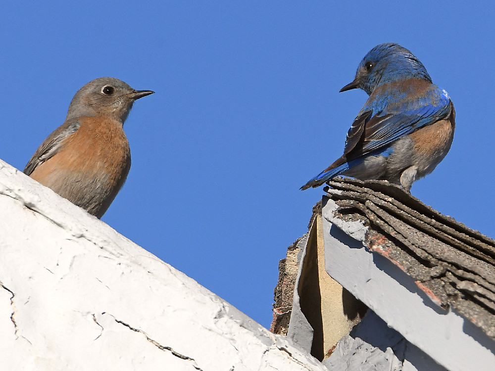 Bluebird4.jpg