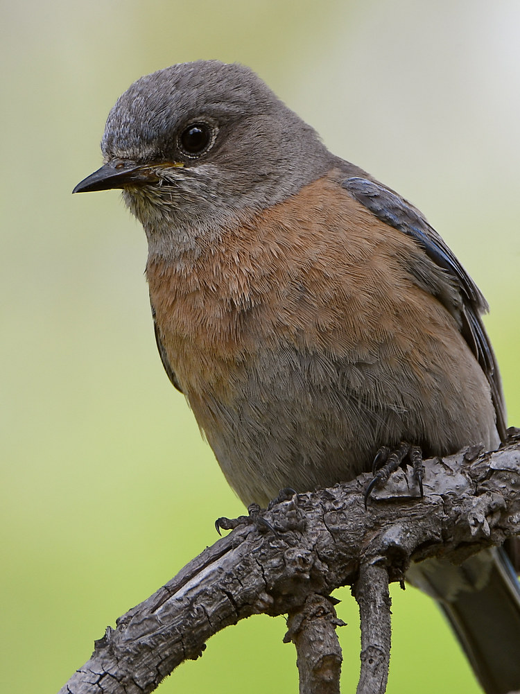 Bluebird4.jpg