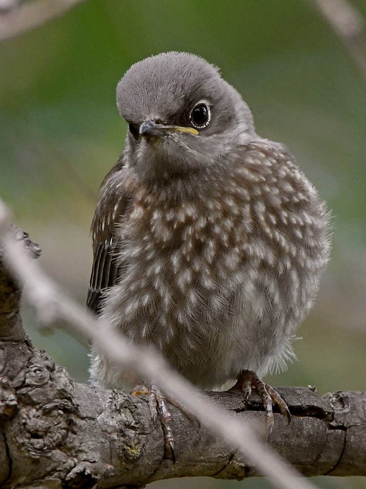 Bluebird4.jpg