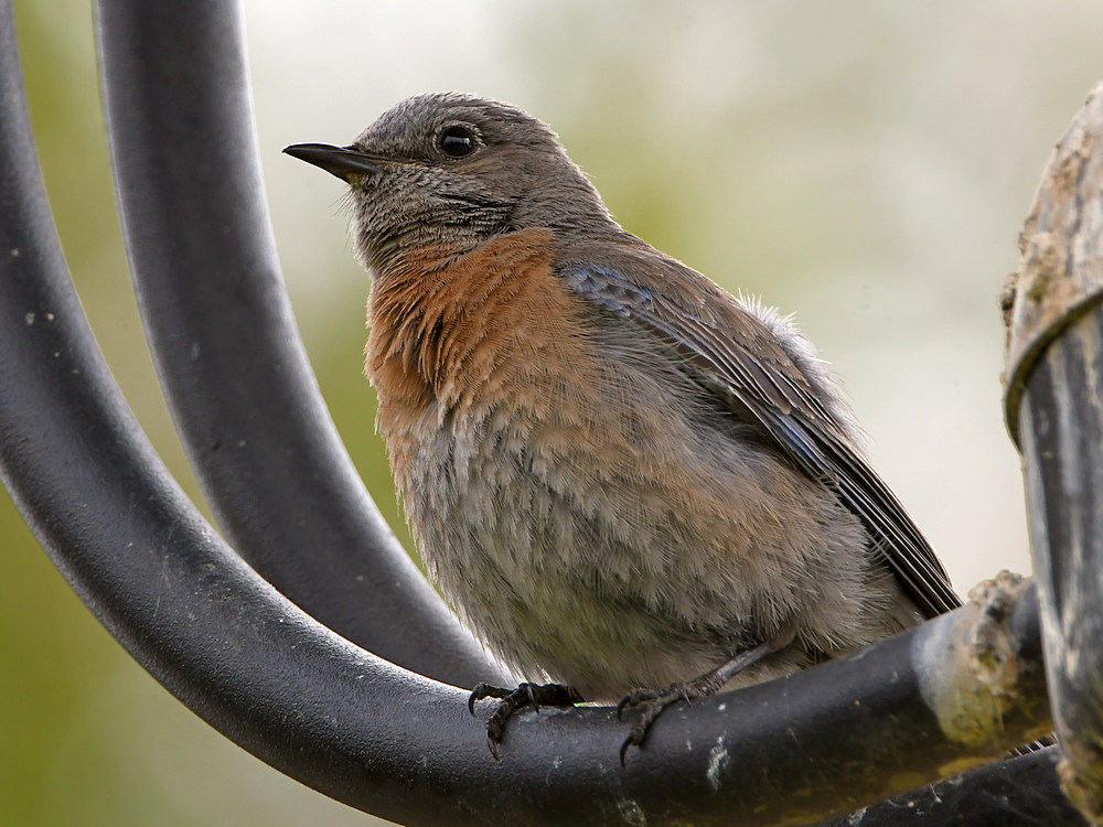 Bluebird4.jpg