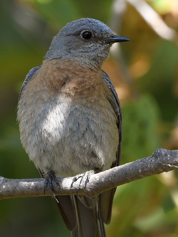 Bluebird4.jpg