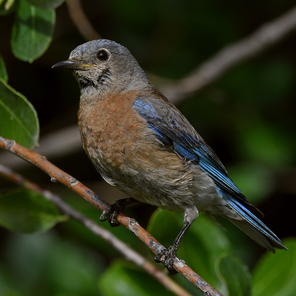 Bluebird4.jpg