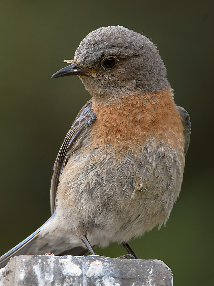 Bluebird4.jpg