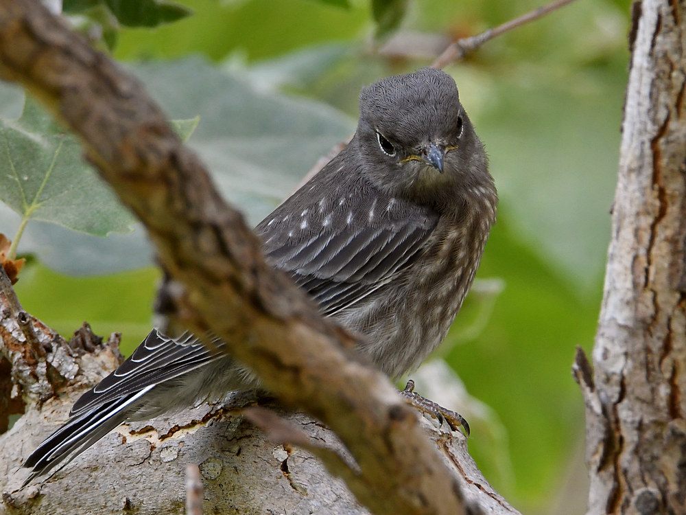 Bluebird4.jpg