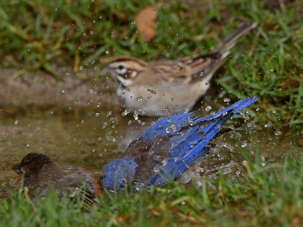 Bluebird4.jpg