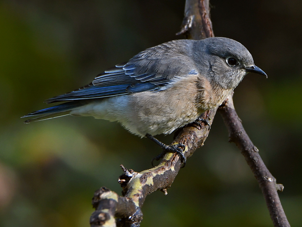 Bluebird4.jpg