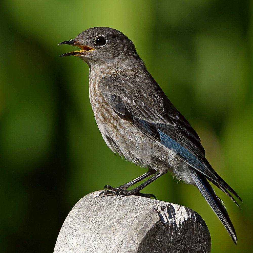 Bluebird4.jpg