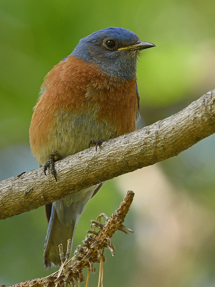 Bluebird4.jpg