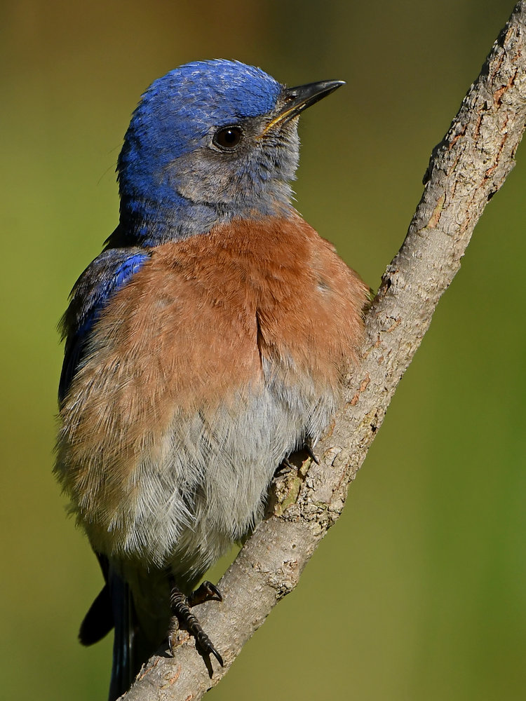 Bluebird4.jpg
