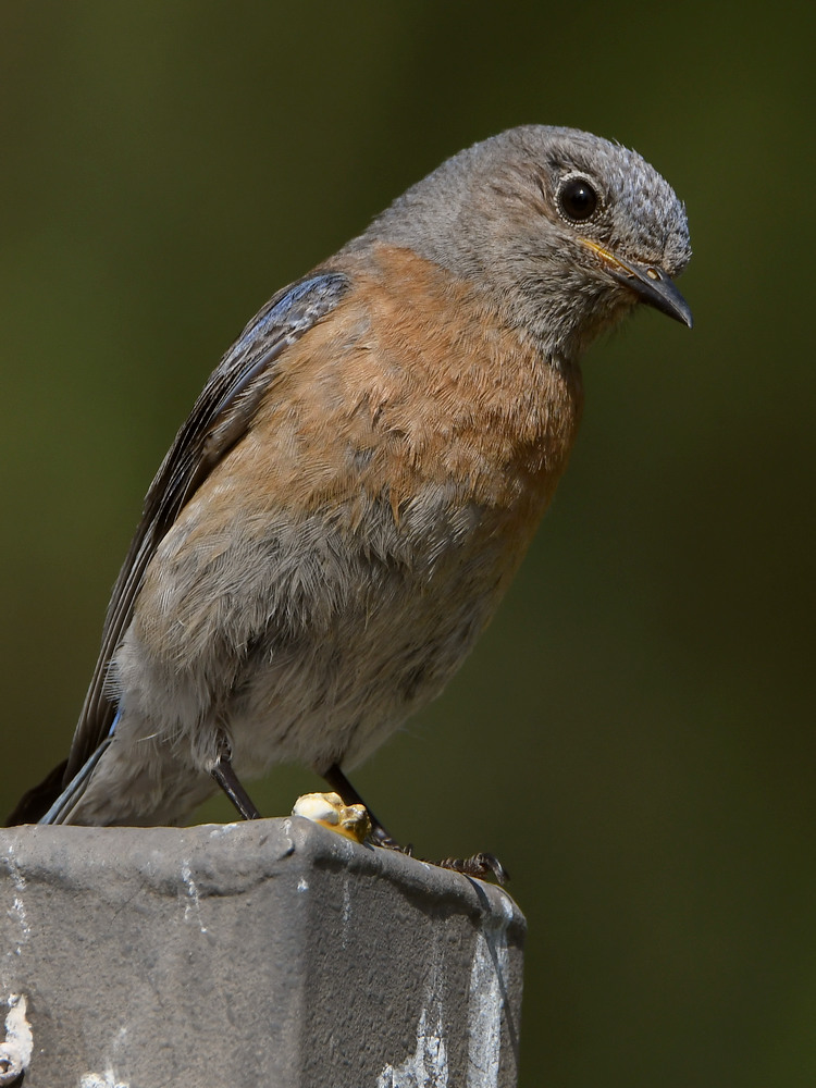Bluebird4.jpg