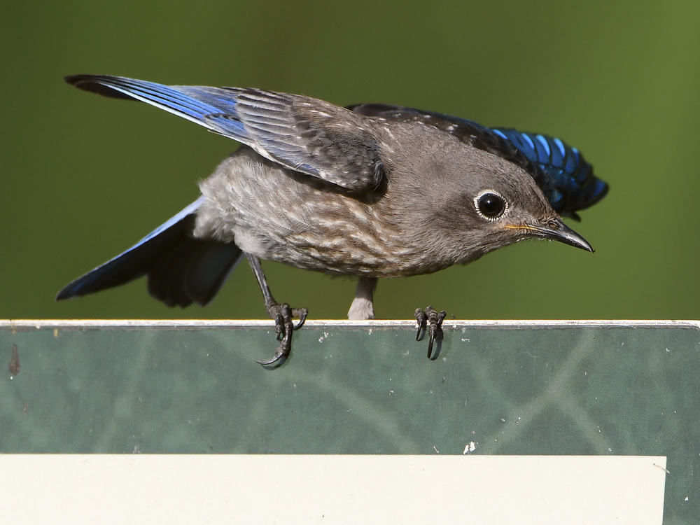 Bluebird4.jpg