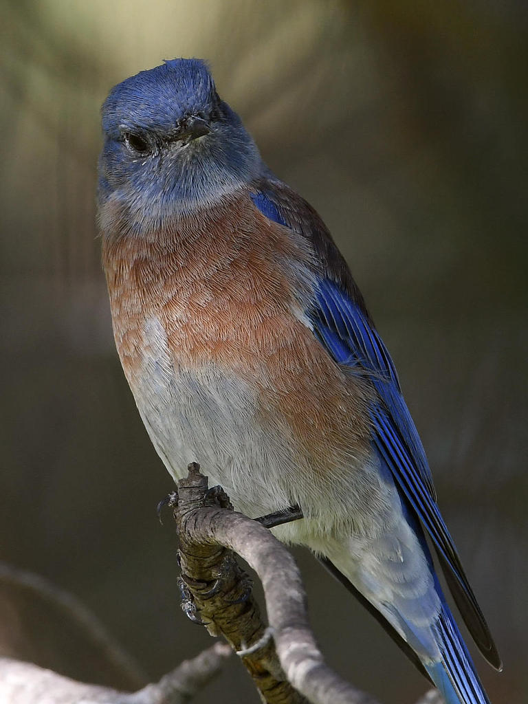 Bluebird4.jpg