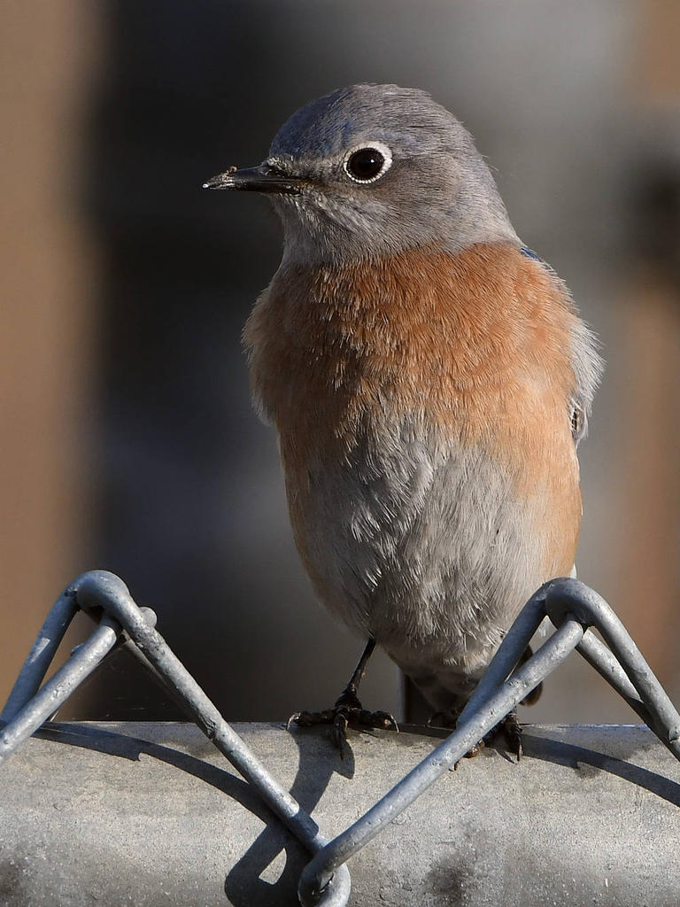 Bluebird4.jpg