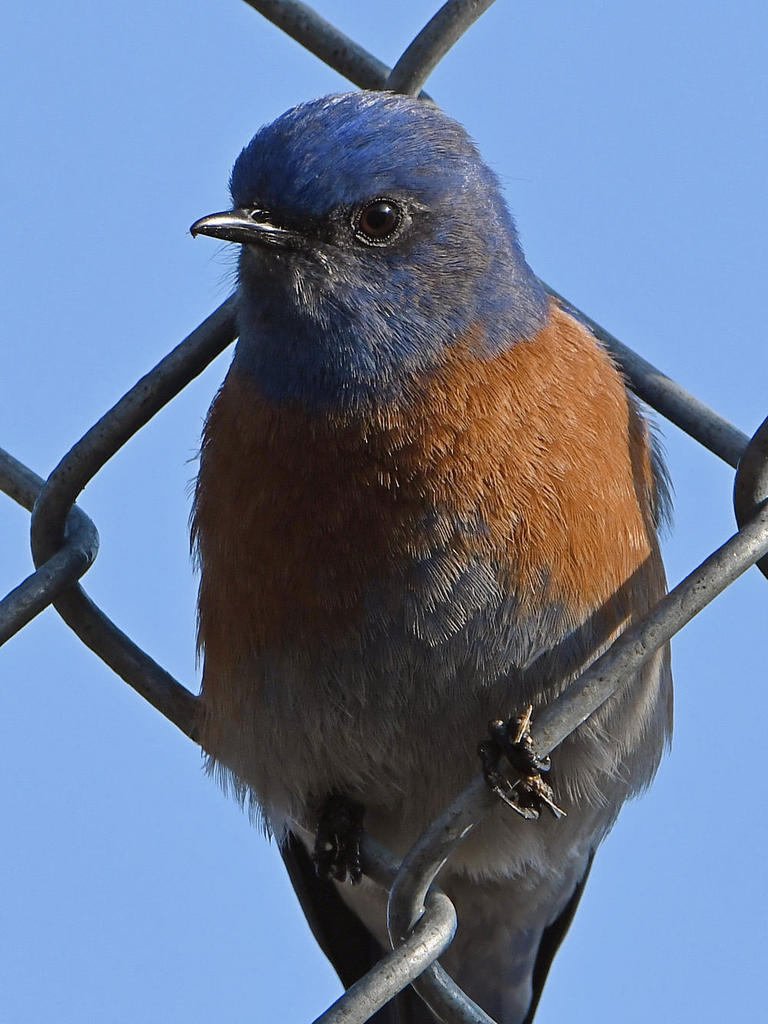 Bluebird4.jpg