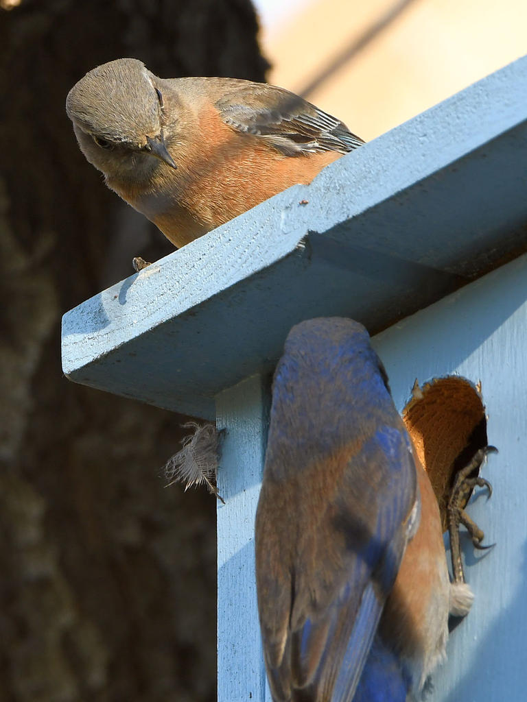 Bluebird4.jpg