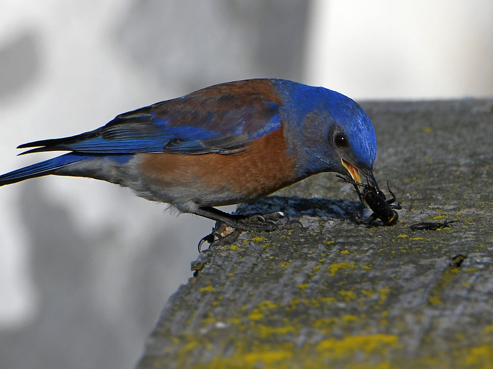 Bluebird4.jpg