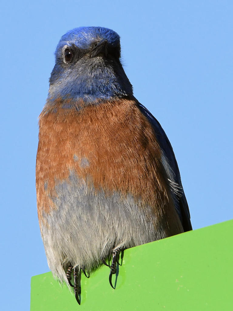 Bluebird4.jpg
