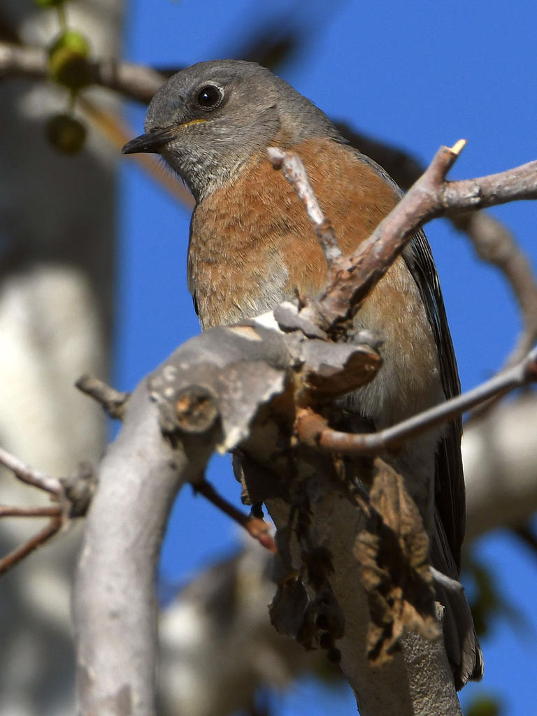 Bluebird4.jpg