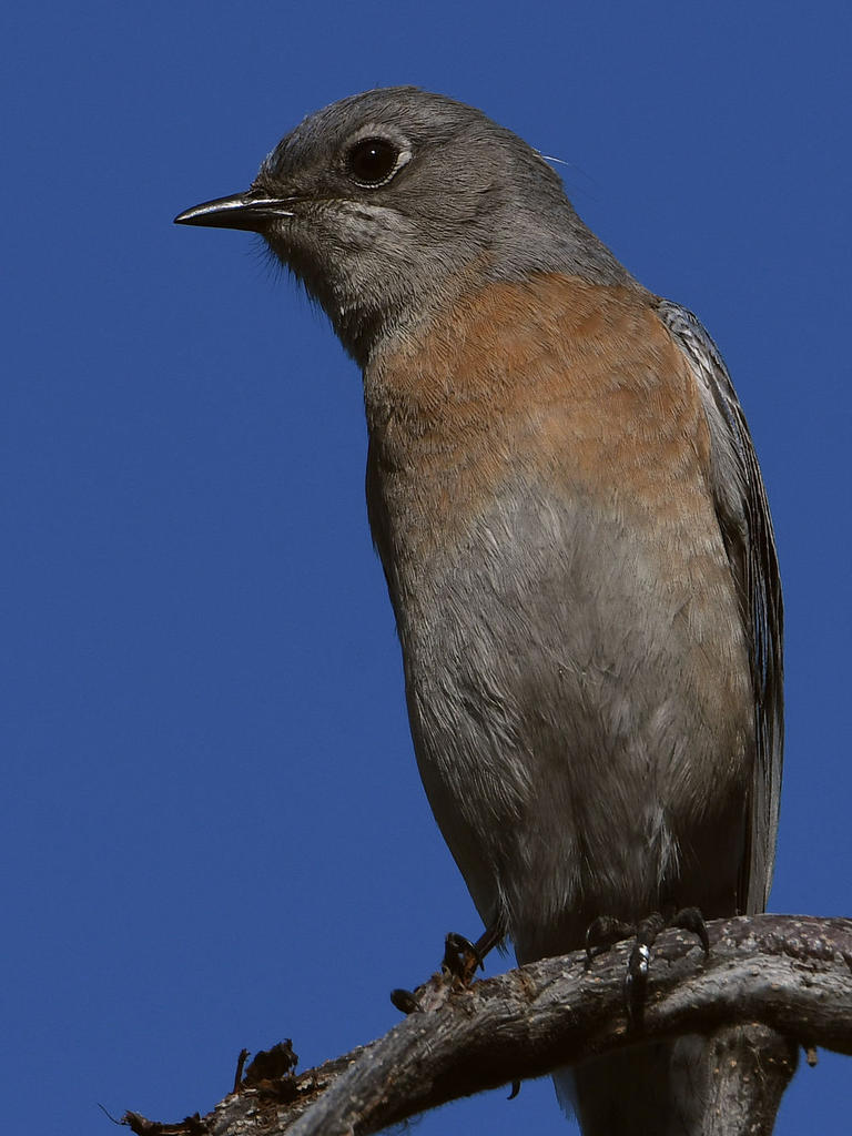 Bluebird4.jpg
