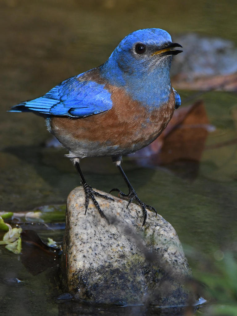 Bluebird4.jpg