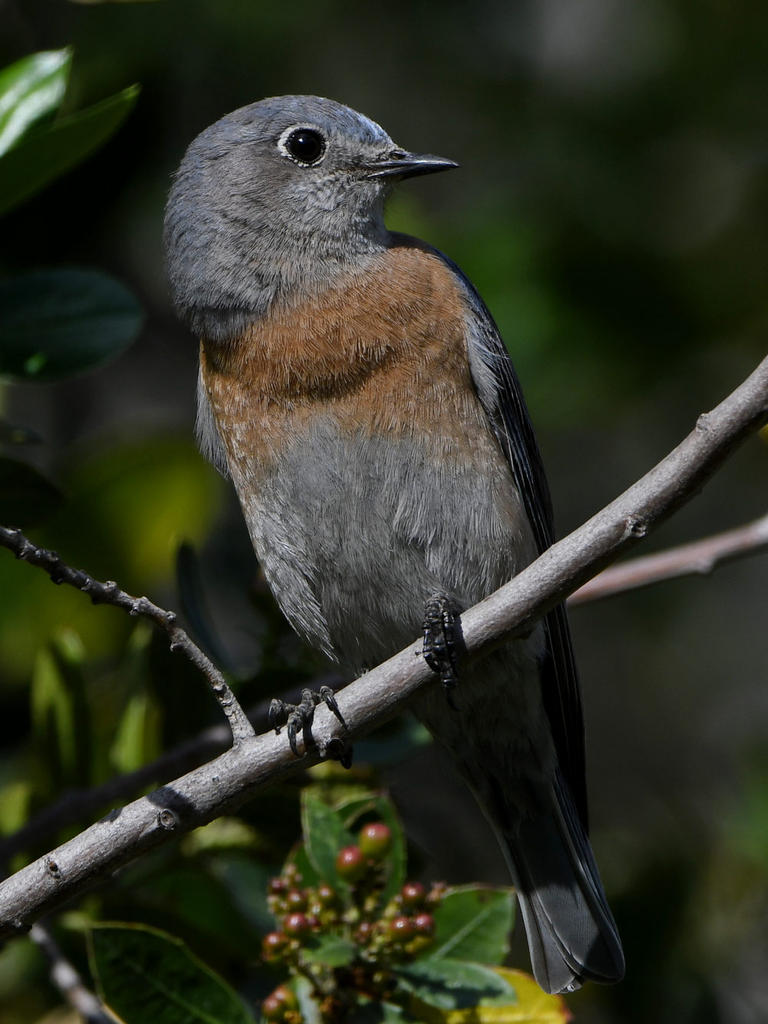Bluebird4.jpg