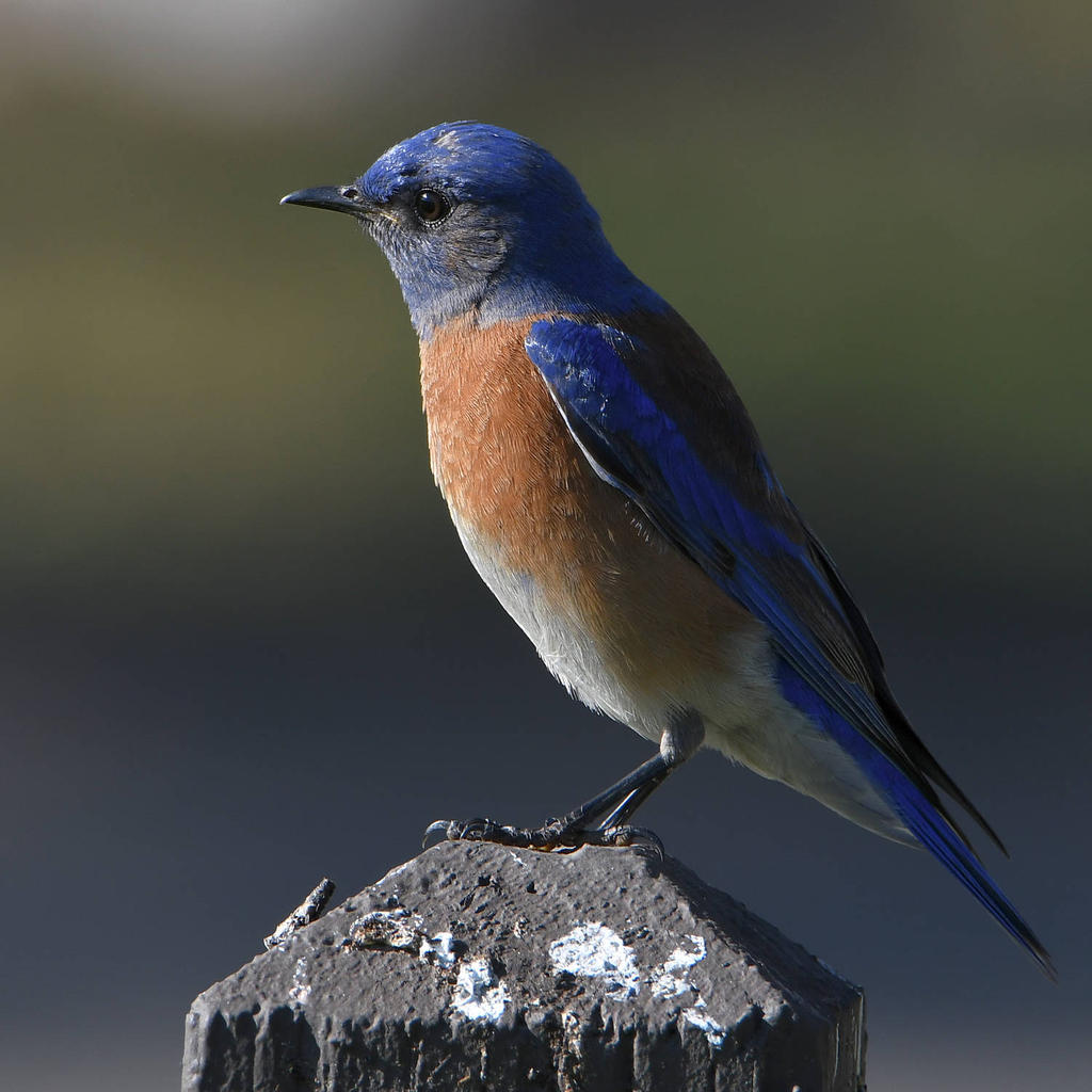 Bluebird4.jpg
