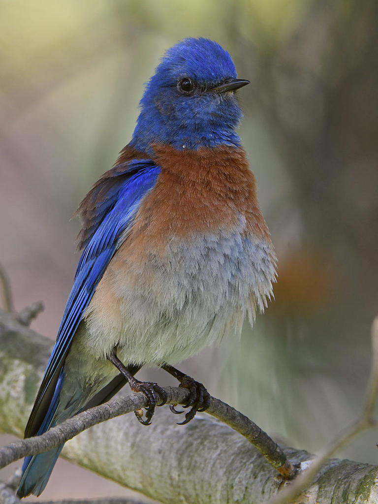 Bluebird4.jpg