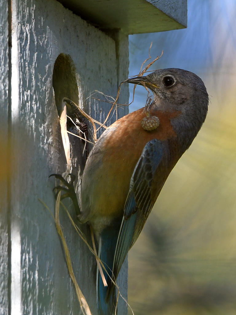 Bluebird4.jpg