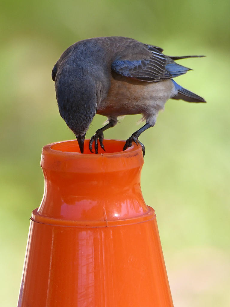 Bluebird4.jpg