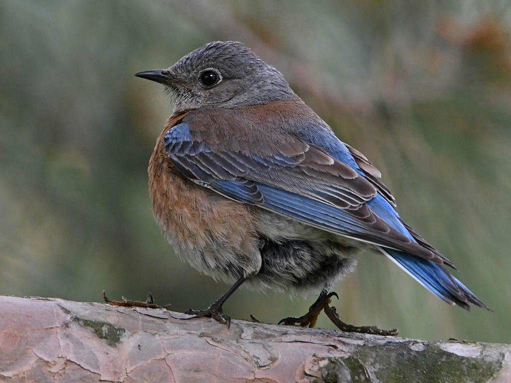 Bluebird4.jpg