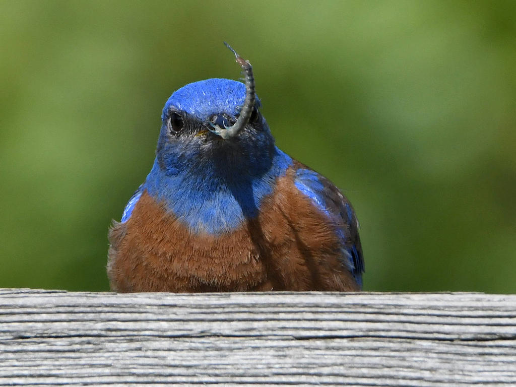 Bluebird4.jpg
