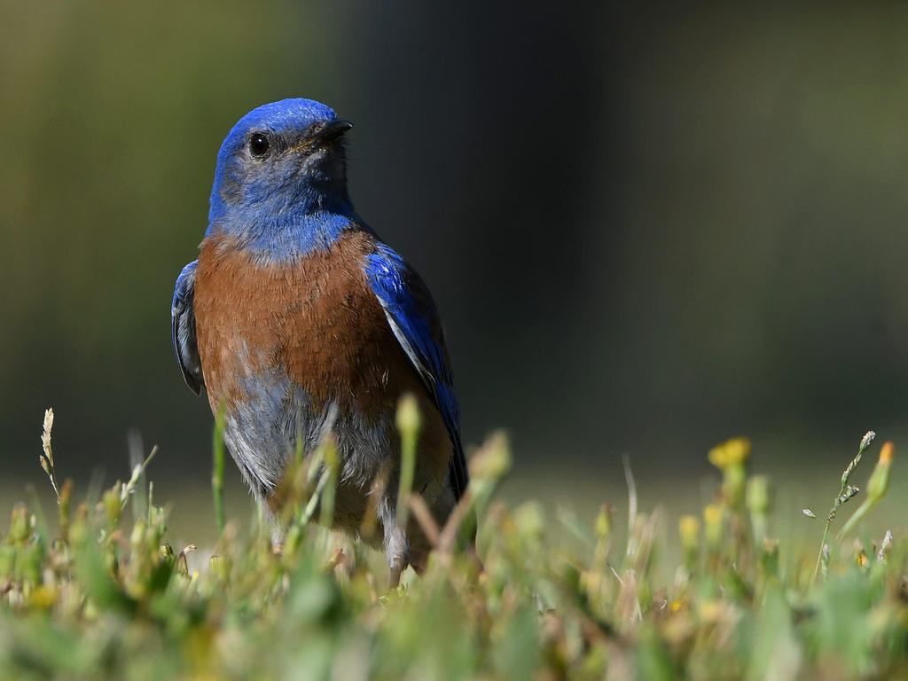 Bluebird4.jpg