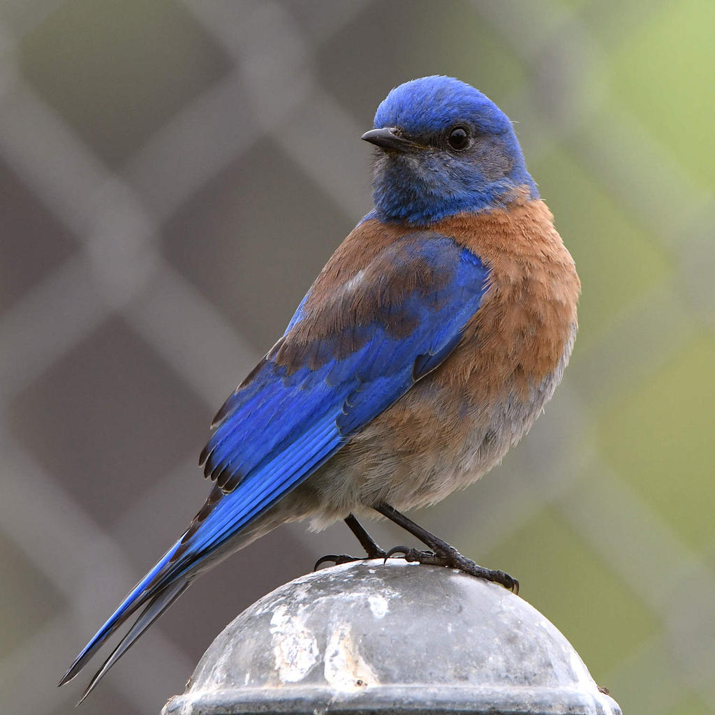 Bluebird4.jpg